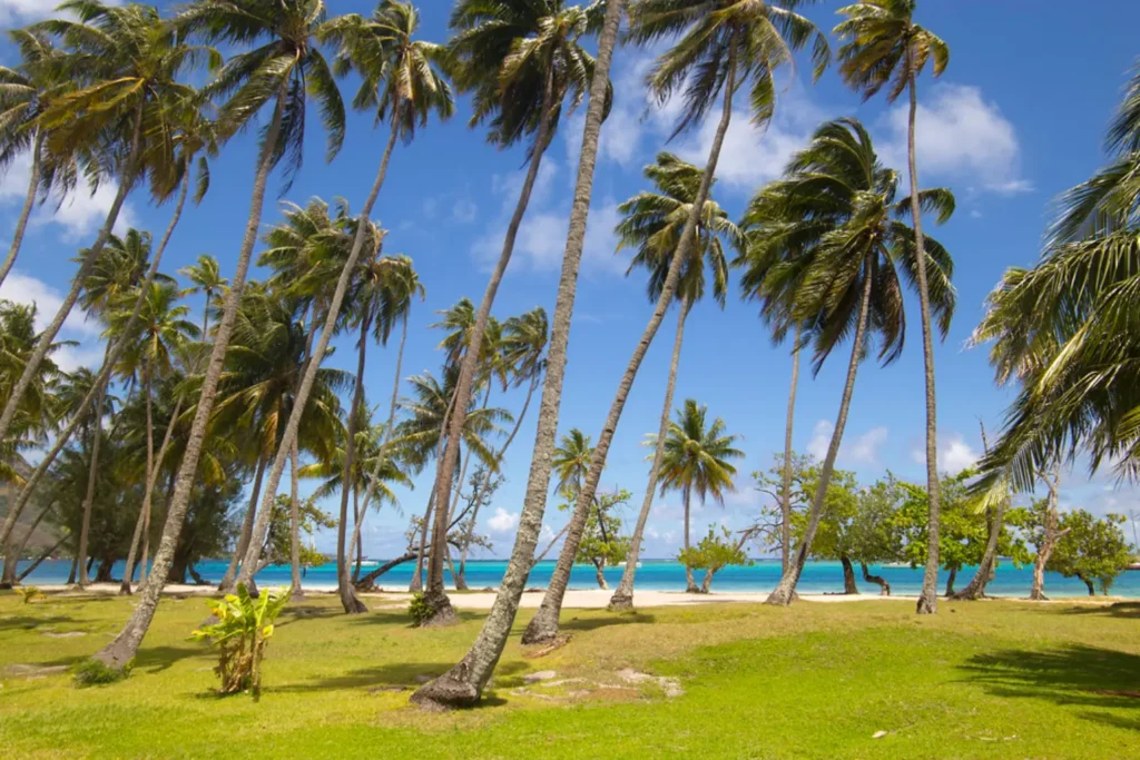 Vue sur la cocoteraie de la plage publique Ta'ahiamanu à Moorea. Le lagon en arrière plan