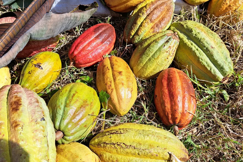 Cabosses de cacao lors d'un tour guidé dans les plantations de cacaoyers et caféiers de Moorea