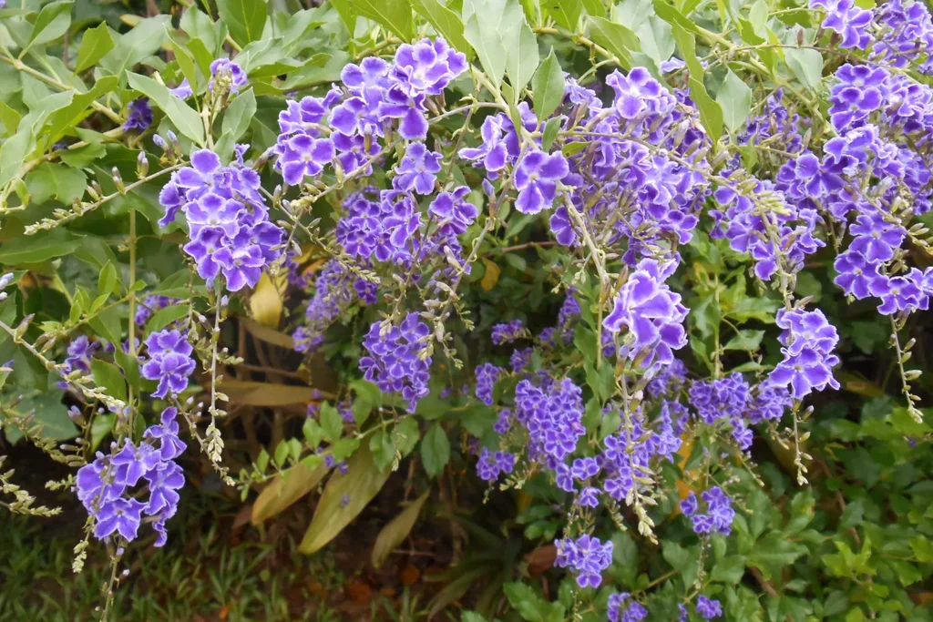 Fleurs tropicales de Polynésie lors de la visite du jardin tropical du Moorea tropical garden à Moorea
