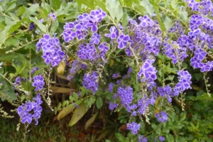 Grappes de petites fleurs violettes dans le jardin tropical de Moorea