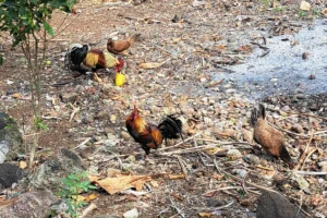 Tahitian roosters and hens on the Faa Roa Magic Mountain hiking trail in Moorea