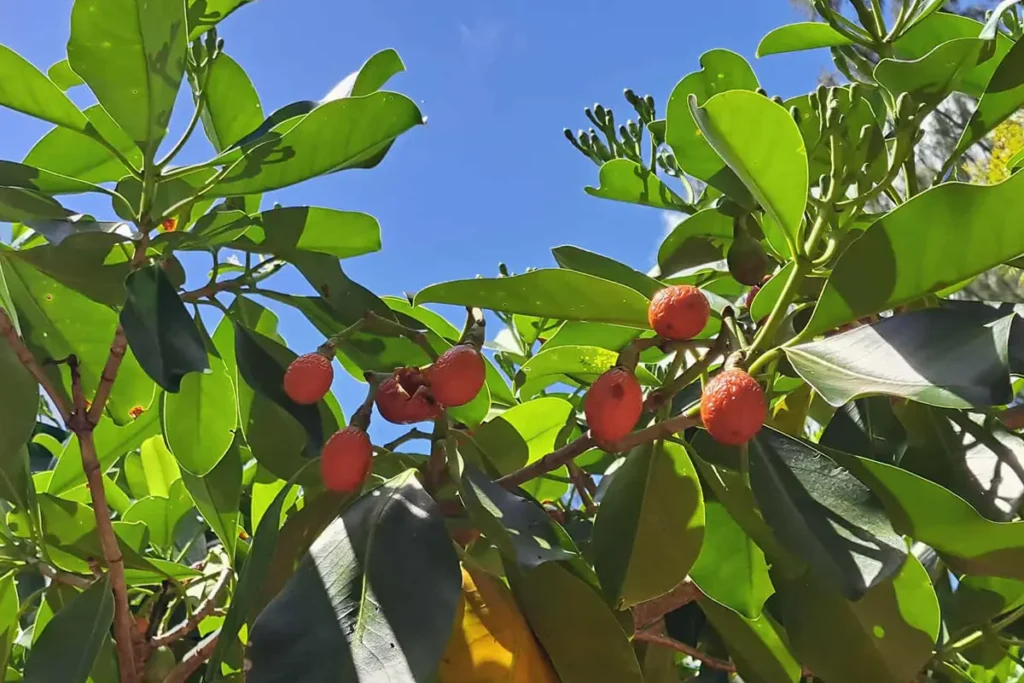 Des fruits tropicaux sur un arbre fruitier tropical à Moorea