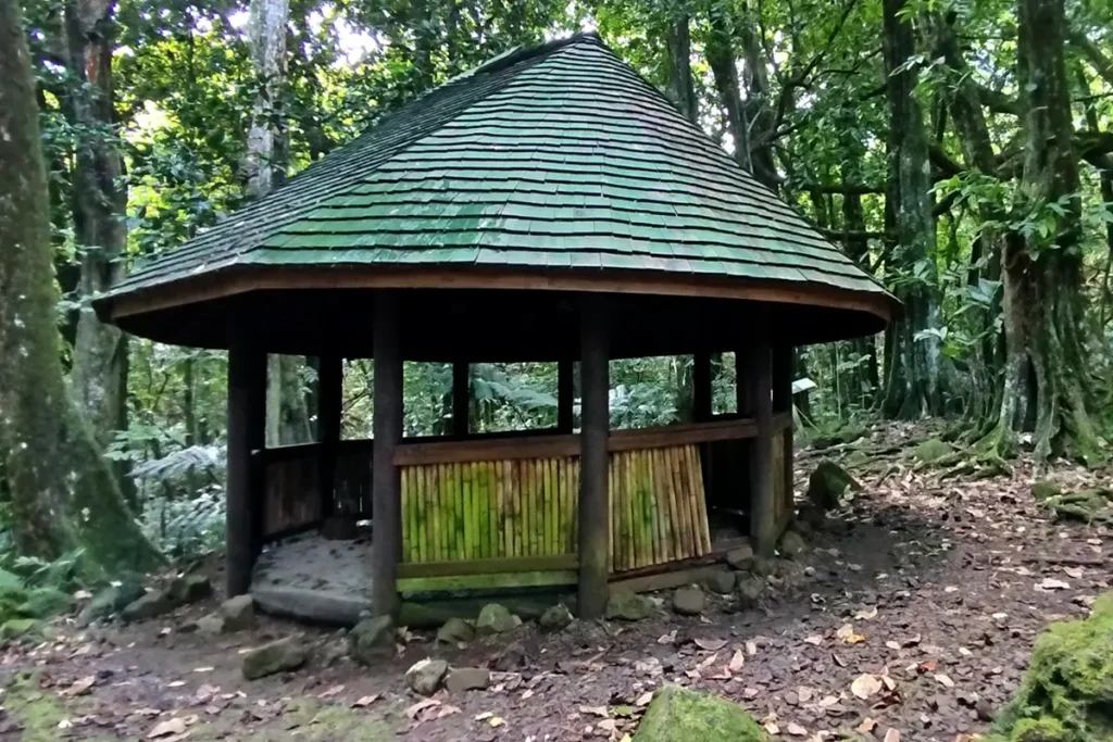 Reconstitution d'une habitation Tahitienne ancienne dans une foret de Mape à Moorea