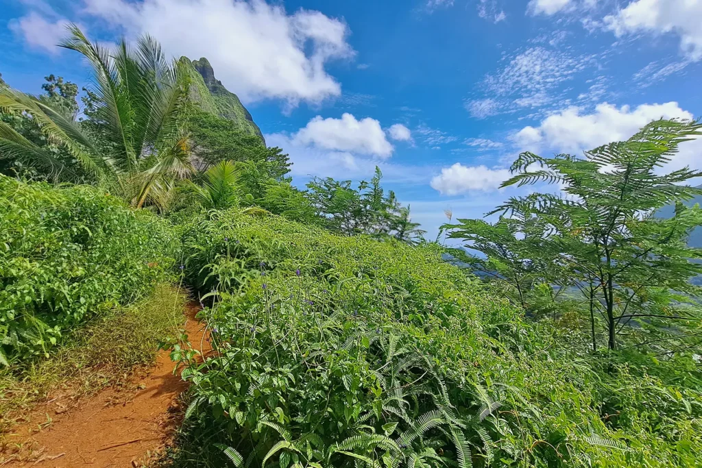 three-coconut-hike-guided-tour-in-moorea