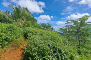 Sentier de terre bordé de végétation tropicale pendant une randonnée guidée au col des Trois Cocotiers à Moorea.