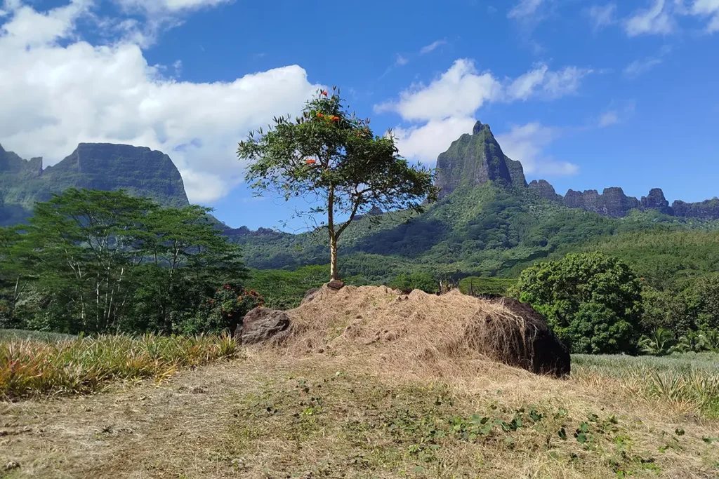 Un arbre fruitier sur n rocher devant le paysage de montagnes à Moorea. Le rocher est parmi les champs d'ananas