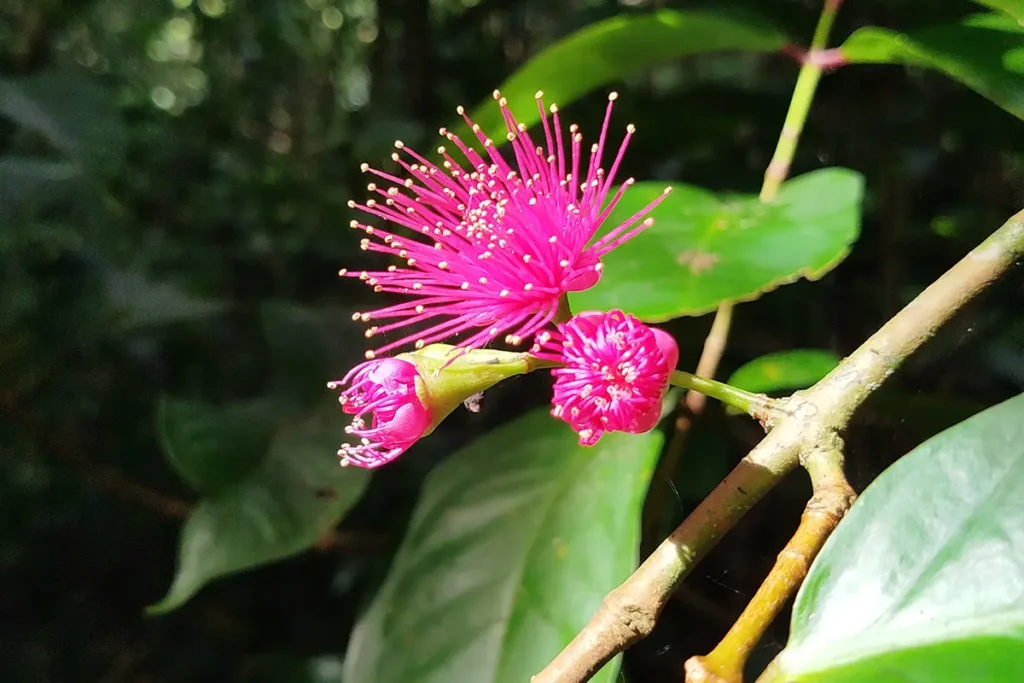 Une fleur tropicale de Polynésie rose
