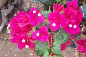 Pink bougainvillea flowers along the Magic Mountain hiking trail in Moorea