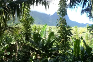 tropical-jungle-moorea-island-visit-tour-french-polynesia