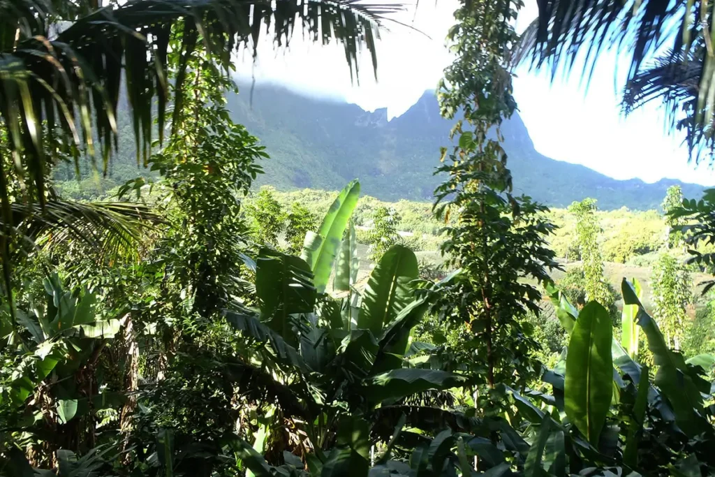 Une végétation tropicale cache la vue sur les montagnes de Moorea