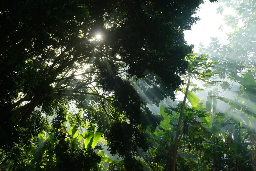 Rayons de soleil traversant la végétation dense de la jungle tropicale de Moorea