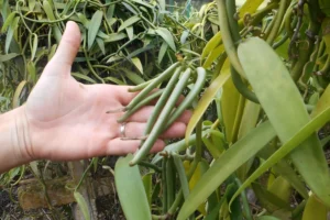 Main tenant de jeunes gousses de vanille sur un vanillier au Moorea Tropical Garden