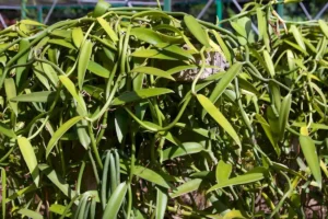 Vanilliers et longues gousses vertes dans la plantation du Moorea Tropical Garden