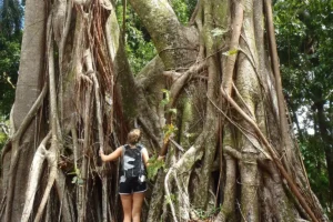 Hiker beside a large banyan tree with impressive roots during a guided visit in Moorea