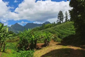 Des bananiers et un champ d'ananas traversé par un sentier de randonnée à Moorea