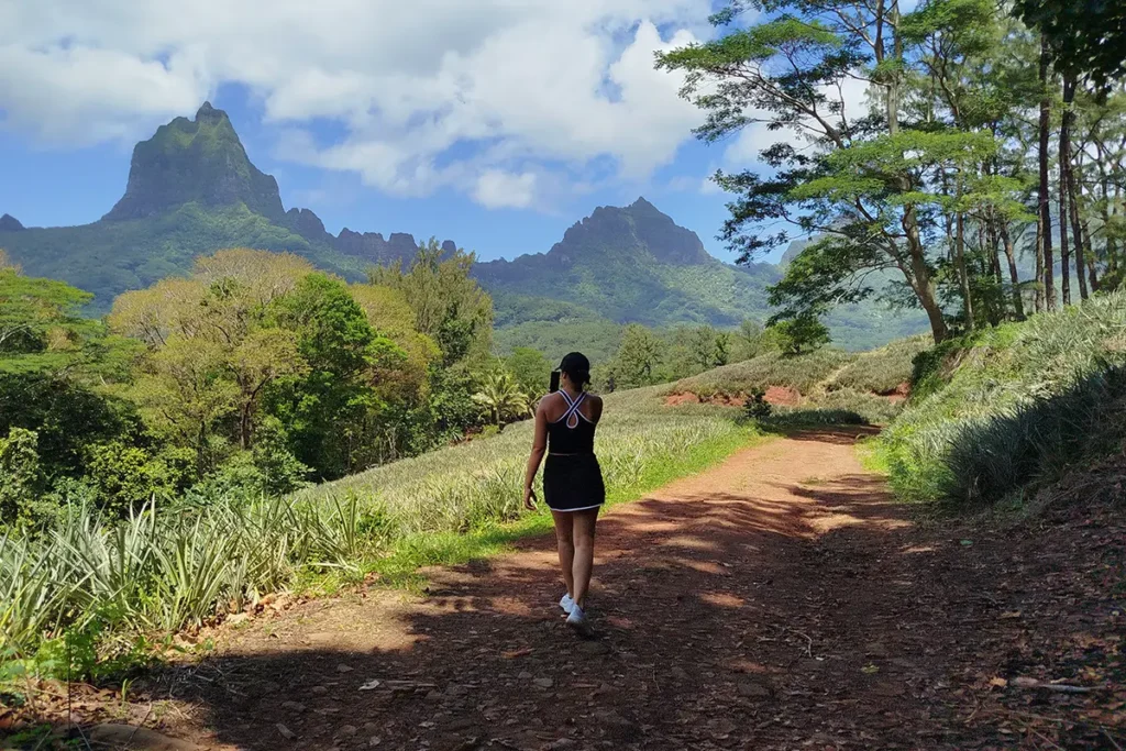 Une femme en robe noire courte marche sur un sentier entre des champs d'ananas à Moorea. Elle prend une photo du paysage. Vue sur les montagnes de Moorea.