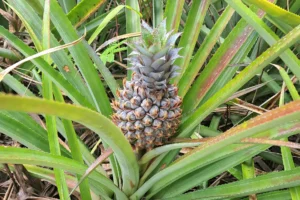 Close-up of a young green and purple pineapple growing in a pineapple field in Moorea
