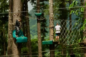 Deux homme réalise un parcours accrobranche dans les arbres en hauteur au Tiki Parc de Moorea
